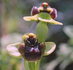 Bumblebee Orchid (Ophrys bombyliflora)