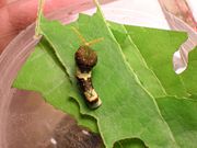 Second or third instar caterpillar of Papilio glaucus emit terpenes from their osmeterium