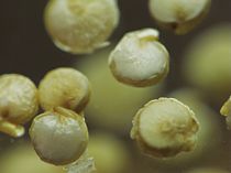 A few quinoa grains close up.