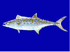 Atlantic Spanish mackerel, Scomberomorus maculatus