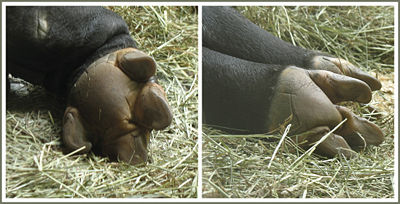 The undersides of the front (left, with four toes) and back (right, with three toes) feet of a Malayan tapir at rest
