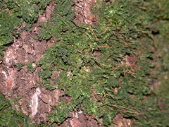 The hornwort Dendroceros crispus growing on the bark of a tree.