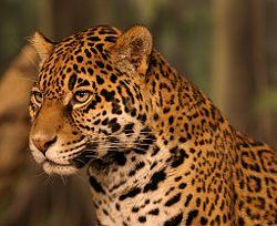 The endangered jaguar is still found throughout most of the country, particularly the heavily forested south.