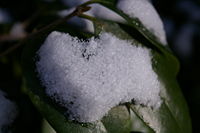 Snow covering a leaf.