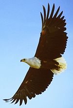 African Fish Eagle
