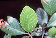 Leaves of the tag alder