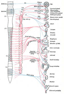 Parasympathetic nervous system - New World Encyclopedia