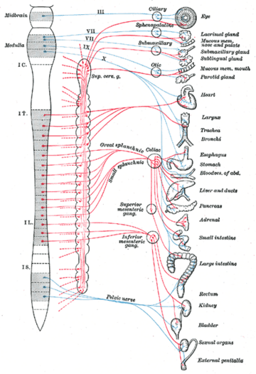 Autonomic nervous system - New World Encyclopedia