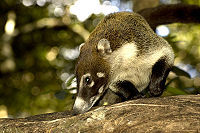 Coati in Rincón de la Vieja National Park, Costa Rica