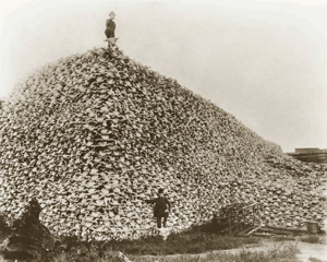 American bison skull heap. There were as few as 750 bison in 1890 from overhunting.