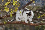 A cat standing on the branch of a tree
