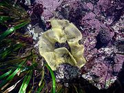 Nudibranch eggs in Moss Beach, California