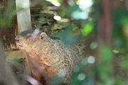 Although usually shy, groundhogs may forage near human structures.