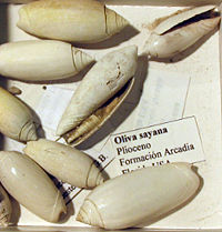 Oliva sayana, Florida, U.S. (from the Pliocene)