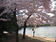 Cherry blossoms along Washington, DC's tidal basin.