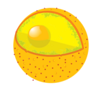Cell nucleus