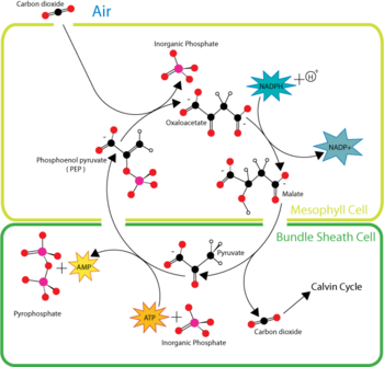 Overview of C4 carbon fixation.
