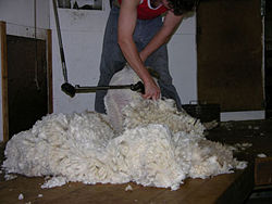 Fine Merino shearing Lismore, Victoria