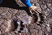 Polar bear tracks