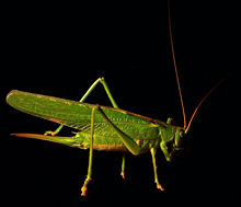 Great green bush-cricket(Tettigonia viridissima)