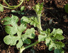 Watermelon leaves