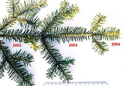 A silver fir shoot showing three successive years of retained leaves