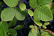Speckled alder (Alnus incana subsp. rugosa)—leaves
