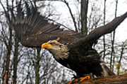 A Bald Eagle wearing jesses for falconry