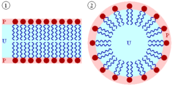 Their amphipathic qualities allow lipids to form lipid bilayers (left) and micelles (right)