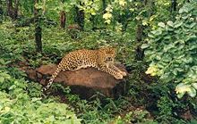 Indian Leopard