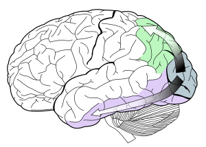 The visual dorsal stream (green) and ventral stream (purple) are shown.  Much of the human cerebral cortex is involved in vision.