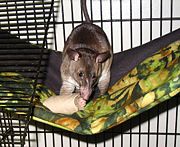 Pet pouched rat, Cricetomys emini