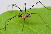 A male Phalangium opilio, showing the distinguishable long legs.
