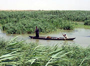 Marsh Arabs poling a mashoof in the marshes of southern Iraq