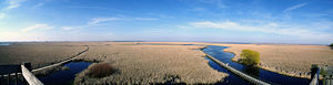 Marsh in Point Pelee, Ontario, Canada.