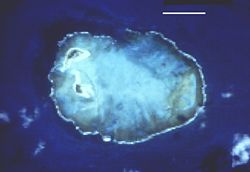 NASA satellite image of Rocas Atoll