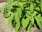 Sage leaves--second variety