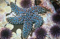 Giant sea star, Pisaster giganteus
