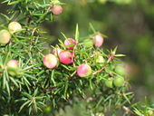 Flora in the Cradle Mountain-Lake St. Clair National Park.