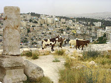 Amman seen from Citadel hill.