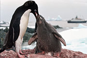 Adelie penguin (Pygoscelis adeliae) feeding young. Like its relatives, a neatly bi-coloured species with a head marking.