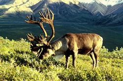 Caribou on the Alaska tundra.