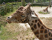 The evolution of giraffe necks is often used as the example in explanations of Lamarckism.