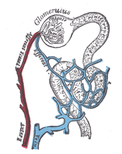 Distribution of blood vessels in cortex of kidney