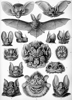 Bat pinnae come in different sizes and shapes