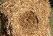 Poor quality hay is dry, bleached out, and coarse-stemmed. Sometimes, hay stored outdoors will look like this on the outside but still be green inside the bale. A dried, bleached, or coarse bale is still edible and provides some nutritional value as long as it is dry and not moldy, dusty, or rotting.
