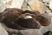 Oriental Small-clawed Otter