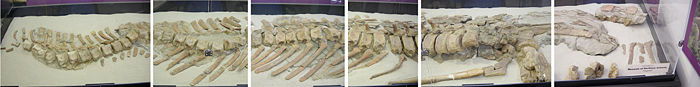 Fossilized skeletion (partial) of a young hadrosaur displayed at the Grand Staircase-Escalante National Monument Click image for display placard text