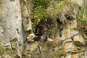 Immature (second or third year) Bald Eagle in Alaska