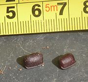 Ootheca of Periplaneta americana; Florianópolis, SC, Brazil